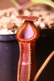 Attēlu rezultāti vaicājumam “Edwardsiana geometrica”