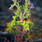 Attēlu rezultāti vaicājumam “Geranium bohemicum”