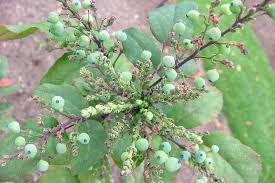 Attēlu rezultāti vaicājumam “Mahonia aquifolium bud”