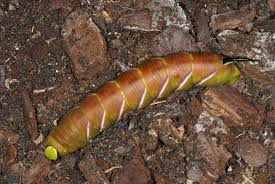 Attēlu rezultāti vaicājumam “Sphinx ligustri larva”
