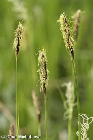 Attēlu rezultāti vaicājumam “Carex pilosa flower”
