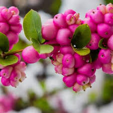 Attēlu rezultāti vaicājumam “Symphoricarpos x chenaultii”