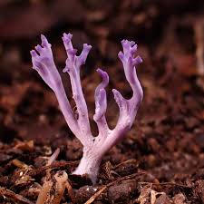 Attēlu rezultāti vaicājumam “Ramariopsis pulchella”