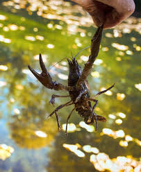 Attēlu rezultāti vaicājumam “Astacus leptodactylus”