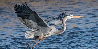 Image result for heron