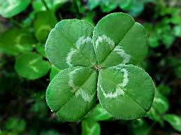 Attēlu rezultāti vaicājumam “Trifolium fragiferum leaf”