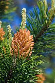 Attēlu rezultāti vaicājumam “Pinus sylvestris male flower”