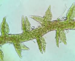 Attēlu rezultāti vaicājumam “Cephaloziella hampeana”