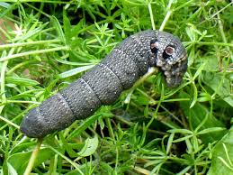 Attēlu rezultāti vaicājumam “Deilephila porcellus”