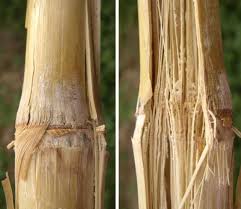 Attēlu rezultāti vaicājumam “Stemonaria irregularis stalked”