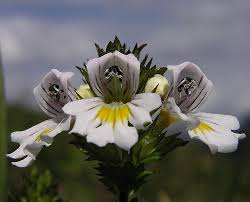 Attēlu rezultāti vaicājumam “Euphrasia”