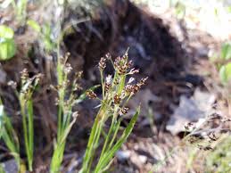 Attēlu rezultāti vaicājumam “Luzula luzuloides fruit”