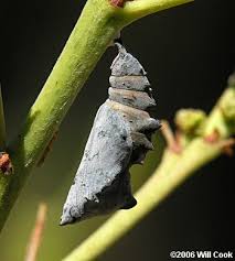 Attēlu rezultāti vaicājumam “Nymphalis pupa”