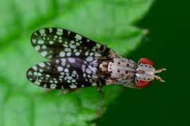 Attēlu rezultāti vaicājumam “Trypetoptera punctulata”