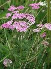 Yarrow - a very useful herb. Yarrow (Achillea millefolium) is a very hardy - via Daymix