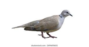 Attēlu rezultāti vaicājumam “Streptopelia decaocto”