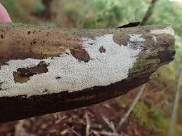 Attēlu rezultāti vaicājumam “Ceriporia”