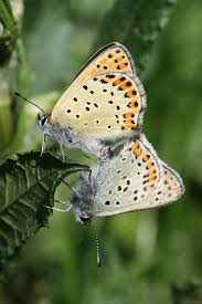 Attēlu rezultāti vaicājumam “Lycaena tityrus female”