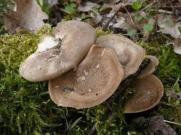 Attēlu rezultāti vaicājumam “Polyporus ciliatus”