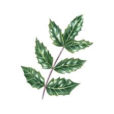 Attēlu rezultāti vaicājumam “Mahonia aquifolium leaf”