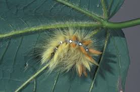 Attēlu rezultāti vaicājumam “Acronicta aceris”