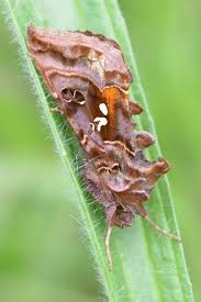 Attēlu rezultāti vaicājumam “Autographa pulchrina”