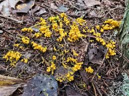 Attēlu rezultāti vaicājumam “Physarum straminipes sessile”