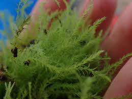 Attēlu rezultāti vaicājumam “Pohlia wahlenbergii sporophyte”