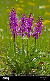 Attēlu rezultāti vaicājumam “Orchis mascula flower”