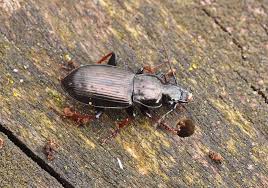 Attēlu rezultāti vaicājumam “Pterostichus oblongopunctatus”