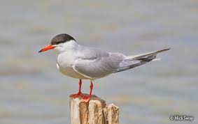 Attēlu rezultāti vaicājumam “Sterna hirundo”
