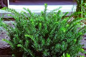 Attēlu rezultāti vaicājumam “Taxus baccata”