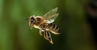 Attēlu rezultāti vaicājumam “Apis mellifera”