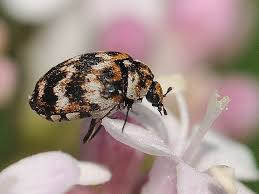 Attēlu rezultāti vaicājumam “Anthrenus verbasci”