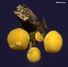 Attēlu rezultāti vaicājumam “Hymenoscyphus sp.”