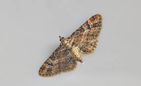 Attēlu rezultāti vaicājumam “Gymnoscelis rufifasciata”