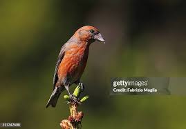 Image result for Loxia curvirostra