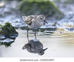 Attēlu rezultāti vaicājumam “Calidris minuta”