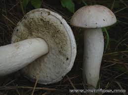 Attēlu rezultāti vaicājumam “Leccinum versipelle”