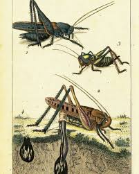 Attēlu rezultāti vaicājumam “Decticus verrucivorus”