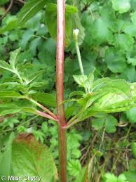 Attēlu rezultāti vaicājumam “Epilobium roseum flower”