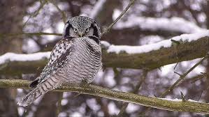 Image result for Surnia ulula