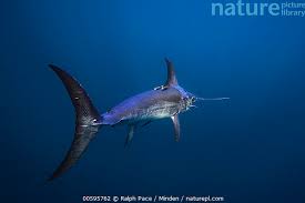 Image result for Xiphias gladius