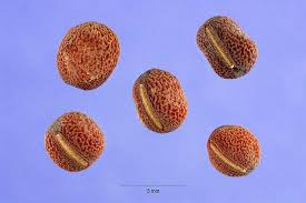 Attēlu rezultāti vaicājumam “Lathyrus sylvestris fruit”