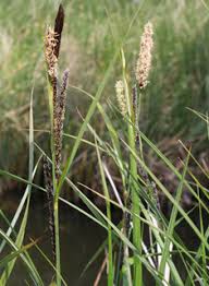 Attēlu rezultāti vaicājumam “Carex acutiformis flower”