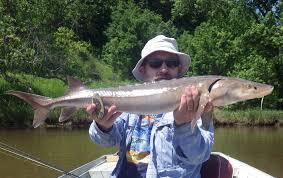 Image result for Acipenser fulvescens