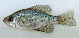 Image result for Pomoxis annularis