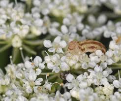 Attēlu rezultāti vaicājumam “Eupithecia centaureata”