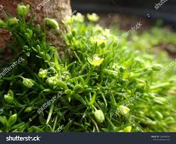 Attēlu rezultāti vaicājumam “Scleranthus annuus flower”