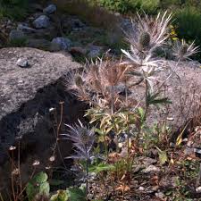 Image result for Alpendistel